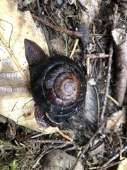 Monadenia subcarinata