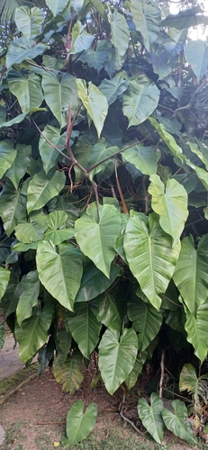 Blushing Philodendron