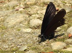 Euripus nyctelius