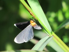 Melanchroia chephise