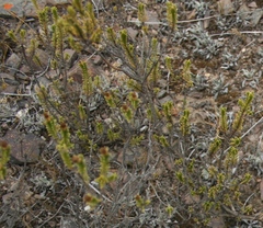 Oedera uniflora