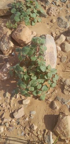 Desert Nettle