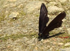 Euripus nyctelius
