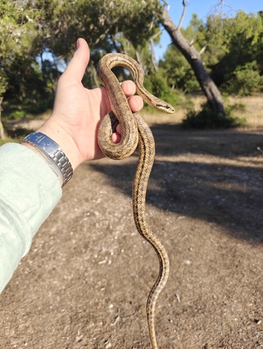 Four-lined Snake