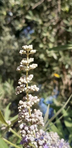 Lilac chaste tree