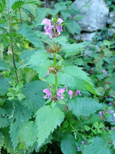 Spotted deadnettle