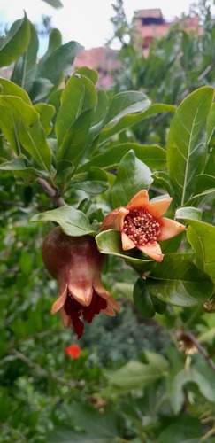 pomegranate