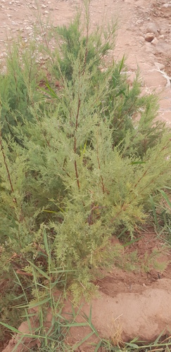 French tamarisk