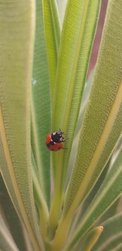 Seven-spotted Lady Beetle
