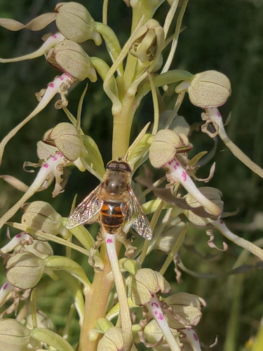 Common Drone Fly
