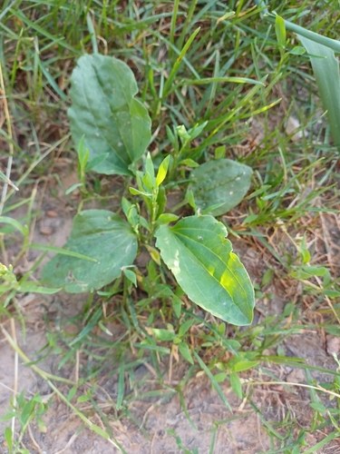 greater plantain