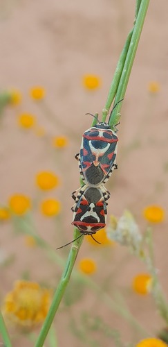 red cabbage bug