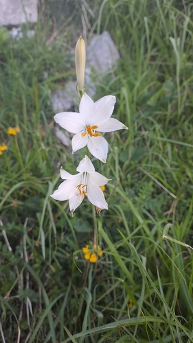 St Bruno's Lily
