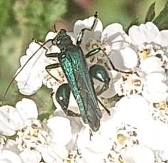 Thick-legged Flower Beetle