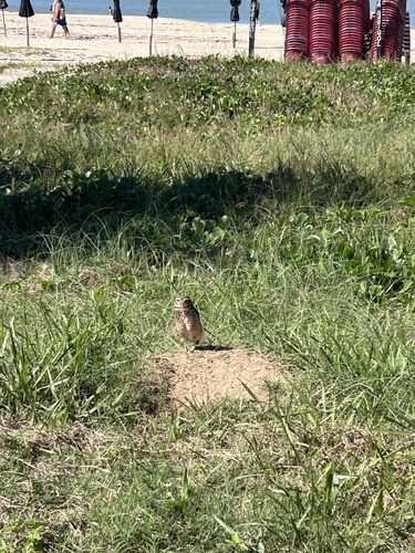 Burrowing Owl