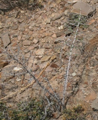 Asparagus mariae