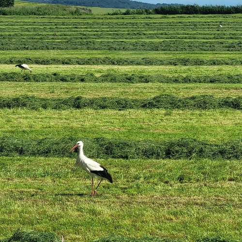 White Stork
