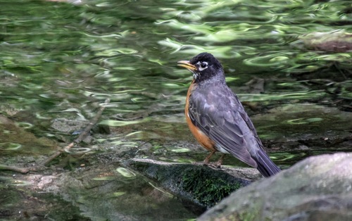 American Robin