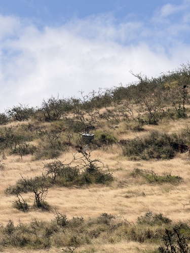Martial Eagle