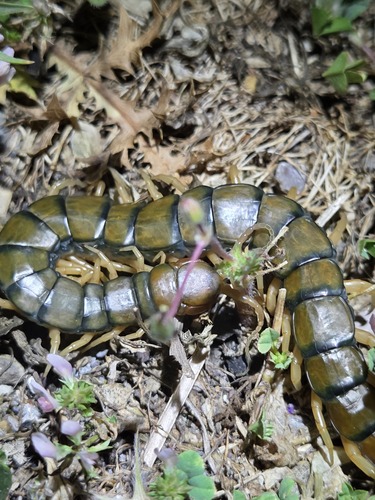 Mediterranean Banded Centipede