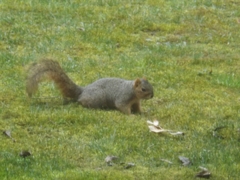 Sciurus niger