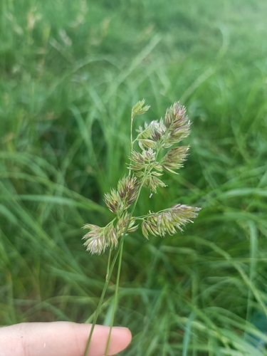 orchard grass