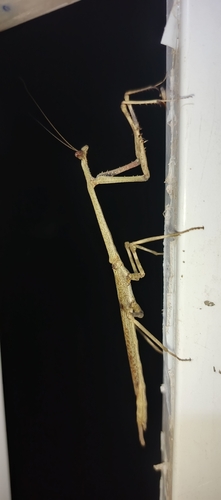Heterochaeta strachani