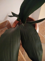 Aspidistra