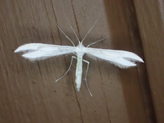 Hellinsia homodactylus