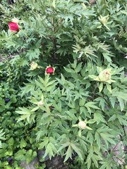 Paeonia × suffruticosa