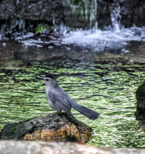 Gray Catbird