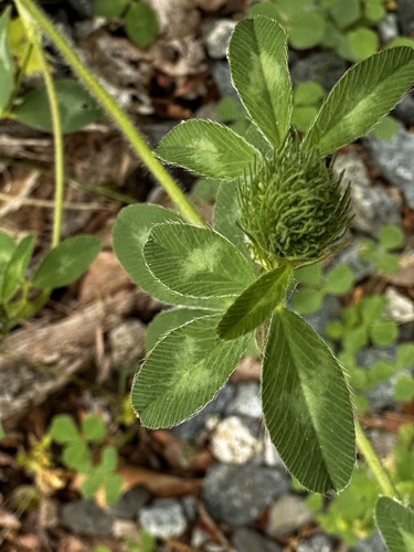Clover