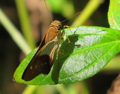 Calpodes longirostris