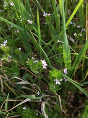 Sherardia arvensis