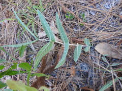 Asclepias humistrata image