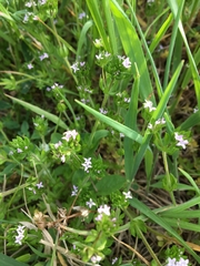 Sherardia arvensis