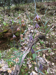 Fritillaria micrantha