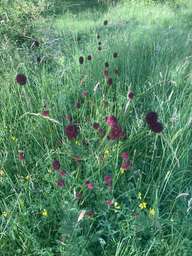 Great burnet