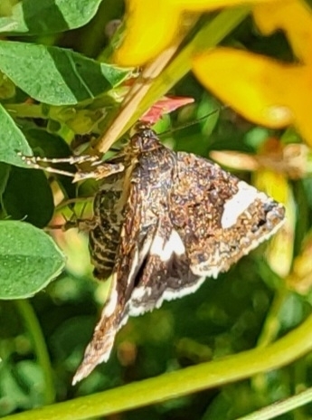 Four-spotted Moth