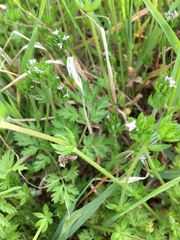 Sherardia arvensis