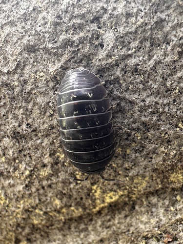 Common Pill Woodlouse