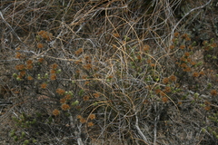 Oedera genistifolia