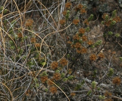 Oedera genistifolia