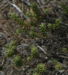 Oedera genistifolia