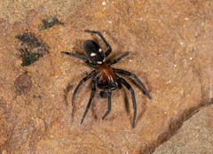 Titanoeca quadriguttata