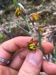Fritillaria micrantha