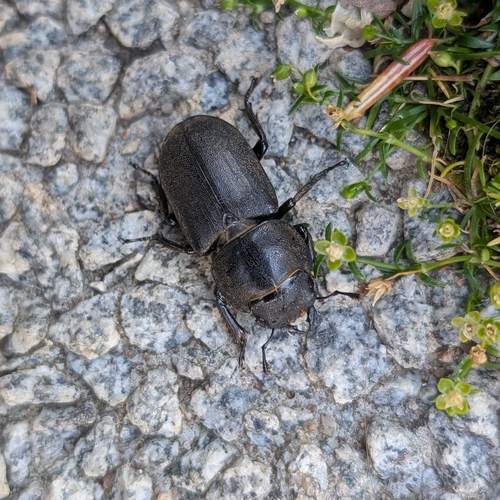 Lesser Stag Beetle
