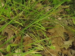 Carex debilis debilis