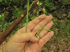 Carex debilis debilis