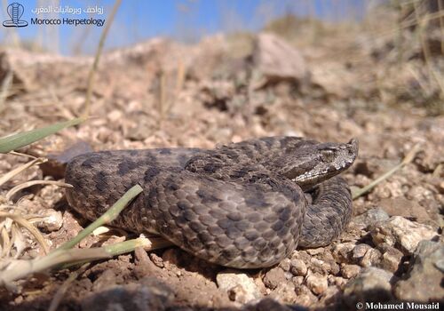 Vipera monticola monticola